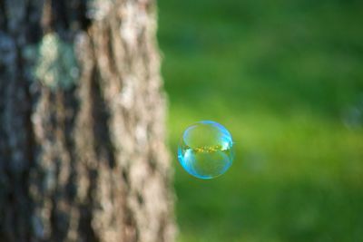 Close-up of bubbles in tree