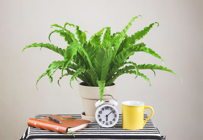 Close-up of potted plant on table against wall