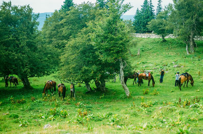 Horses grazing on field