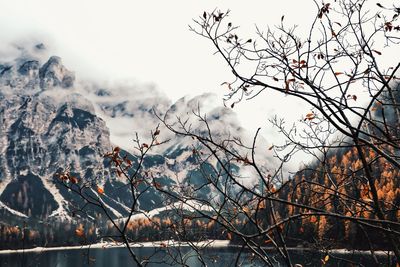 Bare tree against snowcapped mountains during winter