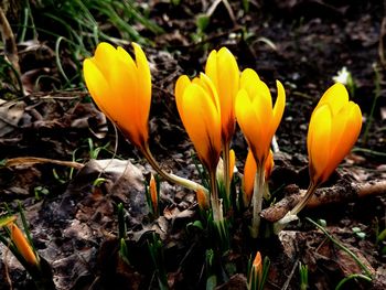 Close-up of yellow crocus flowers on field