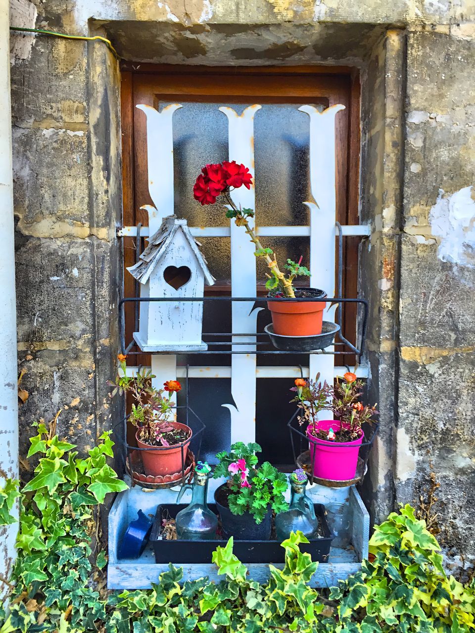 plant, potted plant, flower, building exterior, architecture, built structure, growth, window, flower pot, leaf, day, house, outdoors, front or back yard, green color, wall - building feature, outside, nature, wall, brick wall