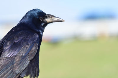 Close-up of a bird looking away