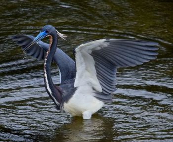 Tricolored heron in pond