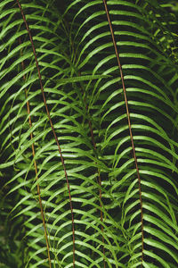 Close-up of green leaves in forest