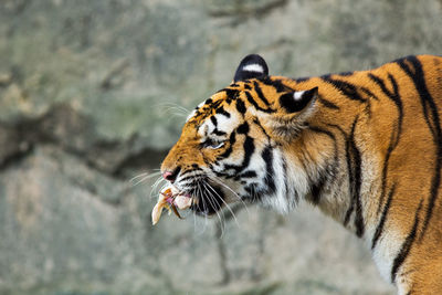 Close-up of a cat