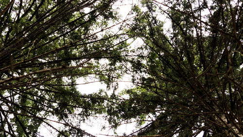 Low angle view of tree branches against sky