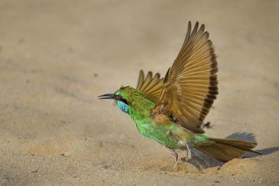 Close-up of bird flying