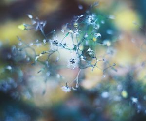 Macro shot of flowers