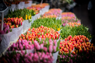Multi colored flowers in market