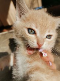 Close-up portrait of kitten