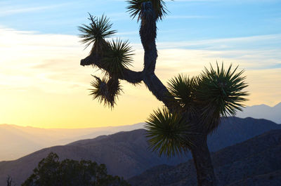 Palm trees at sunset