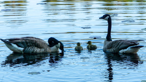 Ducks swimming in lake