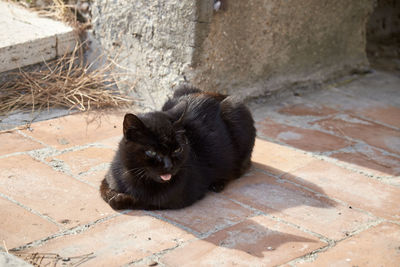 High angle portrait of black cat sitting outdoors