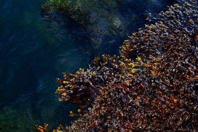 View of coral in sea