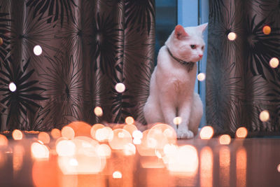 Close-up of cat in illuminated room