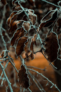 Close-up of dry leaves on branch