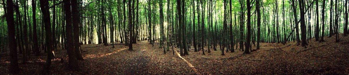 Trees in forest
