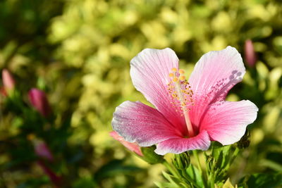 Close-up of pink flower