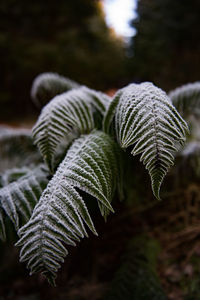 Close-up of fern leaves during winter