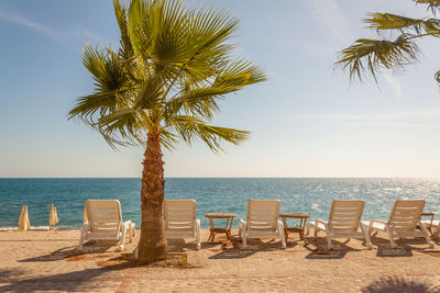 Scenic view of palm tree by sea against sky