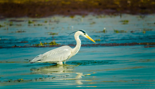 Bird in a lake