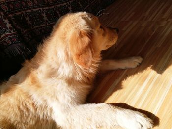 Close-up of dog relaxing