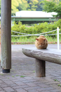 Cat sitting on wood