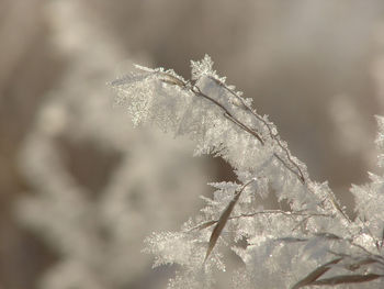 Close up of frozen plant