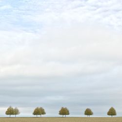 Trees on landscape against sky