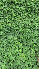 Full frame shot of ivy