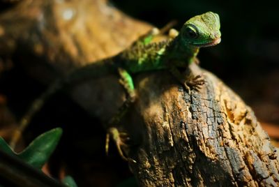 Portrait of chameleon on branch