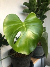 High angle view of potted plant