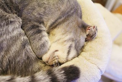 Close-up of a cat sleeping