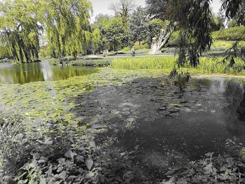 Scenic view of lake against trees