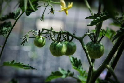 Close-up of fruits growing on plant