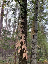 Low angle view of bamboo trees in forest