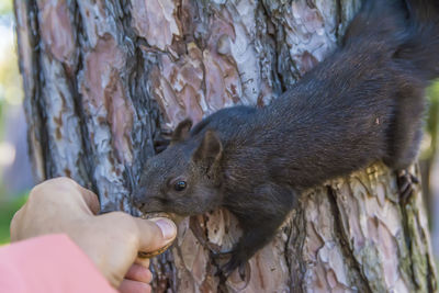 Close-up of hand holding tree trunk