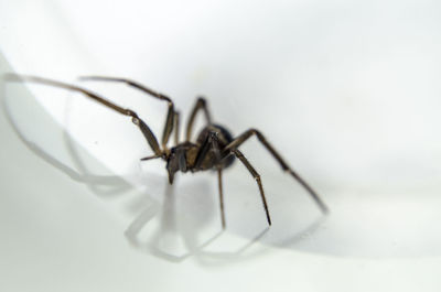 Close-up of spider