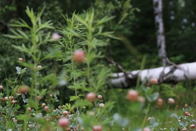 Close-up of fresh green plants