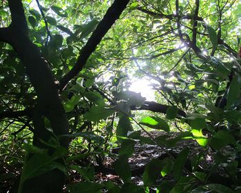 Low angle view of trees against sky