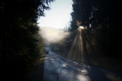 Country road along trees