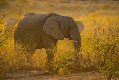 Elephant walking in a field