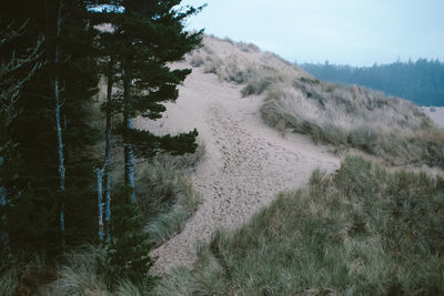 Trees and grass on sand dune at beach
