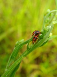 Close-up of ladybug on grass