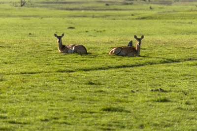 Impalas in a field