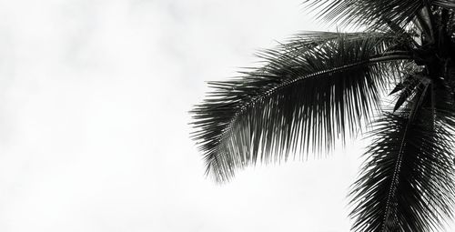 Low angle view of palm tree against clear sky