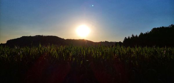 Crops growing on field against sky during sunset