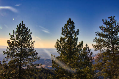 Low angle view of trees against sky during sunset