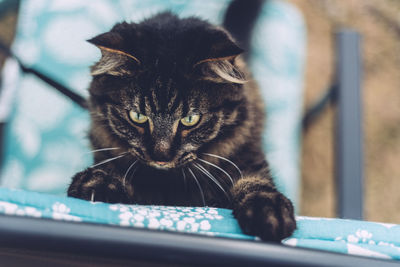 Close-up portrait of a cat